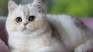 Precious Plush Bebe Phat The chubbiest British Shorthair cat around [upl. by Nylime]