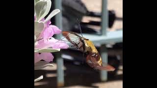 Snowberry clearwing hummingbird moth in slow motion [upl. by Cire]