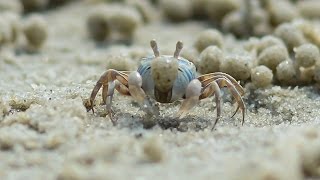 Sand Bubbler Crabs – Otres Beach Sihanoukville Cambodia [upl. by Jasisa883]