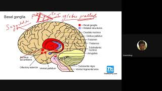 Basal ganglia Extra pyramidal system and Parkinsons disease [upl. by Smoot]