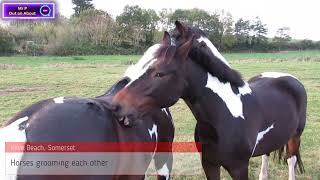 Horses Grooming each other in Kilve Somerset [upl. by Boycie763]