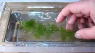 Aquarium Plant Discussion about Cabomba Aquatica Cabombaceae [upl. by Boorman]