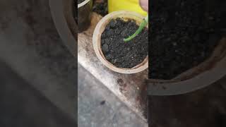 Broken Heart Plant indoorCutting Propagation plants naturegardening [upl. by Abby848]