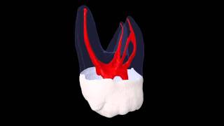 Maxillary Second Molar  Prof Marco Versiani [upl. by Takara]