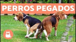 Perros pegados después de aparearse ¿cuál es la razón [upl. by Kary]