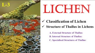 Lichen  Classification amp Thallus Structure  NEET  BSc  MSc  UPHESC  TGT  PGT  SK Sir [upl. by Chan]