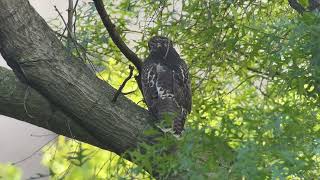 20240613 NYAC Redtailed Hawks [upl. by Cathrine715]