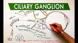 Ciliary Ganglion  Autonomic control of the eye  Anatomy Tutorial [upl. by Mountfort]