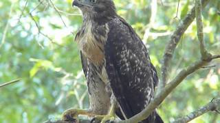 Redtailed Hawk Fledgling [upl. by Natiha]