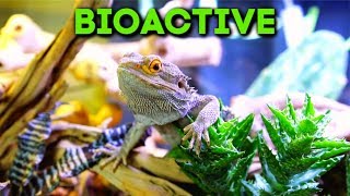 Bioactive Bearded Dragon Setup Naturalistic Enclosure [upl. by Ball]