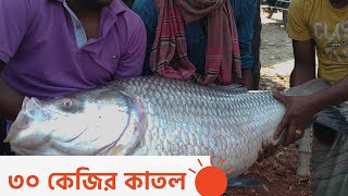 পদ্মায় মিলেছে বিশালকায় মাছ [upl. by Lydon]