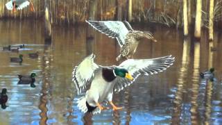 2014 Arkansas Ducks Unlimited Sponsor Print [upl. by Butch]