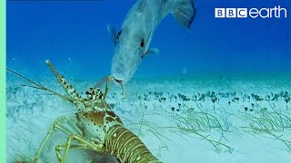 Lobsters vs Trigger Fish  Trials Of Life  BBC Earth [upl. by Kinsman]