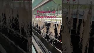 Aeroponics is the technology to produce Quality Potato Minitubers 4045 Minitubersplant [upl. by Celik870]