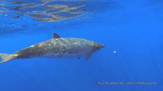 Blainvilles Beaked Whales Jan 26 2015Short Version [upl. by Laroy]