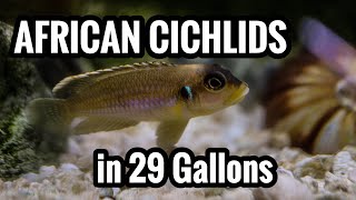 Top 5 African Cichlids in a 29 Gallon Aquarium [upl. by Morette]