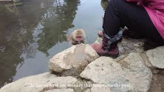 Japan  Yamanouchi  Jigokudani Monkey Park [upl. by Alexandr]