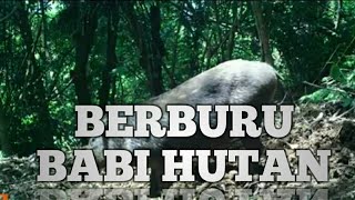 Abundant Wild Boar is Very Easy to Hunt  Berburu Babi Hutan [upl. by Schear491]