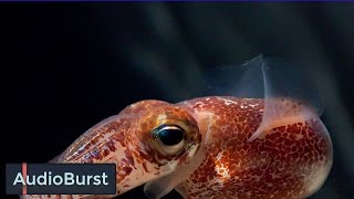 This Magnificient Squid Camouflages Itself Using Light From Bacteria [upl. by Aara]