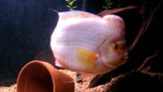 Midas Cichlid Aquarium [upl. by Mord]