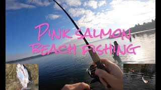 Lifes a Beach and the Pinks are here Pink Salmon Beach Fishing [upl. by Llyrehc]