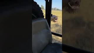 Hippo attack on African safari [upl. by Rosati989]