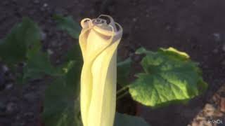 Datura wrightii flower opening in real time not time lapse [upl. by Ojoj927]