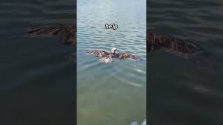 Osprey Fight turns into Kayak Ride shorts fishing [upl. by Arev]