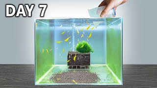 Shrimp Tank Setup in 7 Days Would it work [upl. by Aitahs]