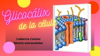 El Glicocálix [upl. by Masuh243]