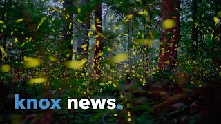 Studying the synchronous fireflies of the Great Smoky Mountains [upl. by Mckale]