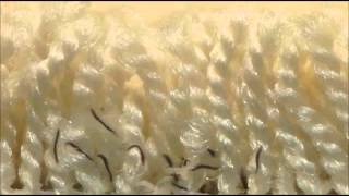 Flea Larvae in carpet [upl. by Tavi]