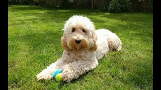 Dexter the Cockapoo  One Year On [upl. by Bluhm498]