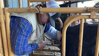 Breeding Heifers Using Synchronization and AI Artificial Insemination  Livin On The Farm [upl. by Elsworth927]