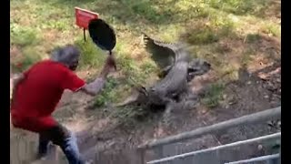 WATCH Man fights off charging crocodile with frying pan video goes viral [upl. by Goetz434]