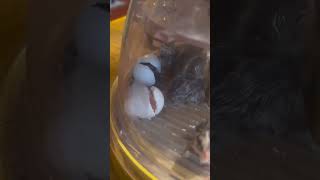 Bobwhite Quail Hatching 2 of 2023 May 29 2023 [upl. by Viveca250]