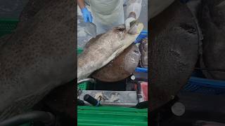 Giant grouper fillet fypシ゚viral fishfillet cuttingskils [upl. by Camilla]