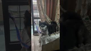 husky huskydog dog doglover labrador rottweiler minivlog trending lucky [upl. by Woods]