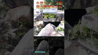 【牛窓（うしまど）】 岡山県に位置する牛窓（うしまど）は、美しい海岸線や瀬戸内海の景観が広がる観光地として知られています。 岡山県 岡山観光 牛窓 [upl. by Menzies]