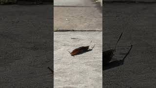 A Slug on the Ground in the Hudson Valley New York [upl. by Alexandra973]