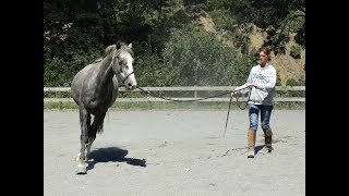 Lunging Part 4  Principles of Straightness [upl. by Urquhart441]