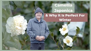 How To Grow amp Maintain a Camellia Japonica  The Greenery Garden amp Home [upl. by Ilat533]