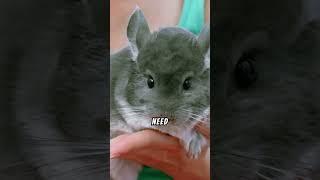 Why Chinchillas Make Great Pets Chinchillas FluffyPets ExoticPets [upl. by Akirdnuhs]