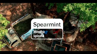 Spearmint Essential Oil  doTERRA Behind the Bottle Episode 19 [upl. by Johannes]