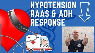 Understanding RAAS and ADH in Hypotension Control [upl. by Farrish48]