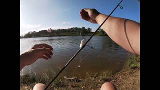 Catching Poddy Mullet The Sustainable Way [upl. by Aehc884]