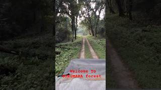 Gorumara National Park Live Streaming 2024 travel gearlessabir gorumaranationalpark forest [upl. by Mussman637]