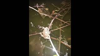 Male Copes Gray Treefrog or maybe just a Gray Treefrog along with tadpoles [upl. by Columbyne314]