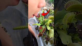 Venus Flytrap Plant 🌵 Very dangerous Tool Items  Plants Product shorts [upl. by Olcott]