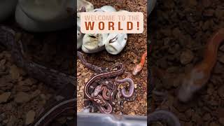 Baby corn snakes hatching cornsnake cornsnakes snakes snake noodle reptile babycornsnake [upl. by Earvin]